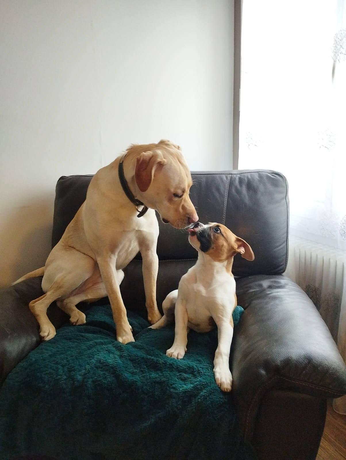 Laska a rejoint le concours — aidez-le/la à gagner de superbes lots ! canidae, carnivore, collar, comfort, companion_dog, couch, dog, dog_breed, dog_supply, fawn, flooring, hardwood, liver, pet_supply, snout, sporting_group, tail, window, wood, working_animal