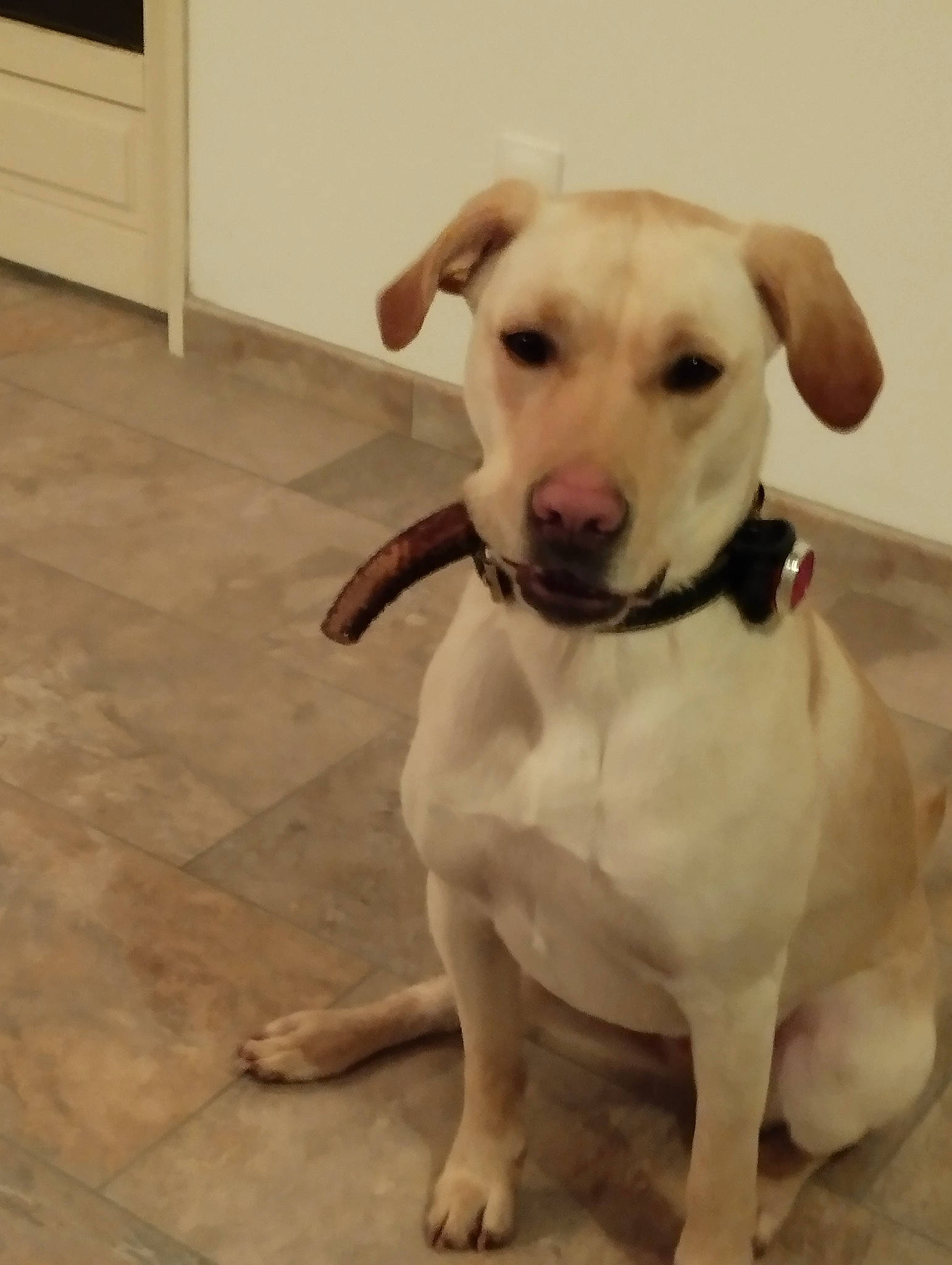 Laska participe au concours pour gagner de l'argent avec cette photo : carnivore, collar, companion_dog, dog, dog_breed, dog_clothes, dog_collar, dog_supply, door, fawn, flooring, hardwood, paw, pet_supply, snout, sporting_group, tail, whiskers, wood, working_animal