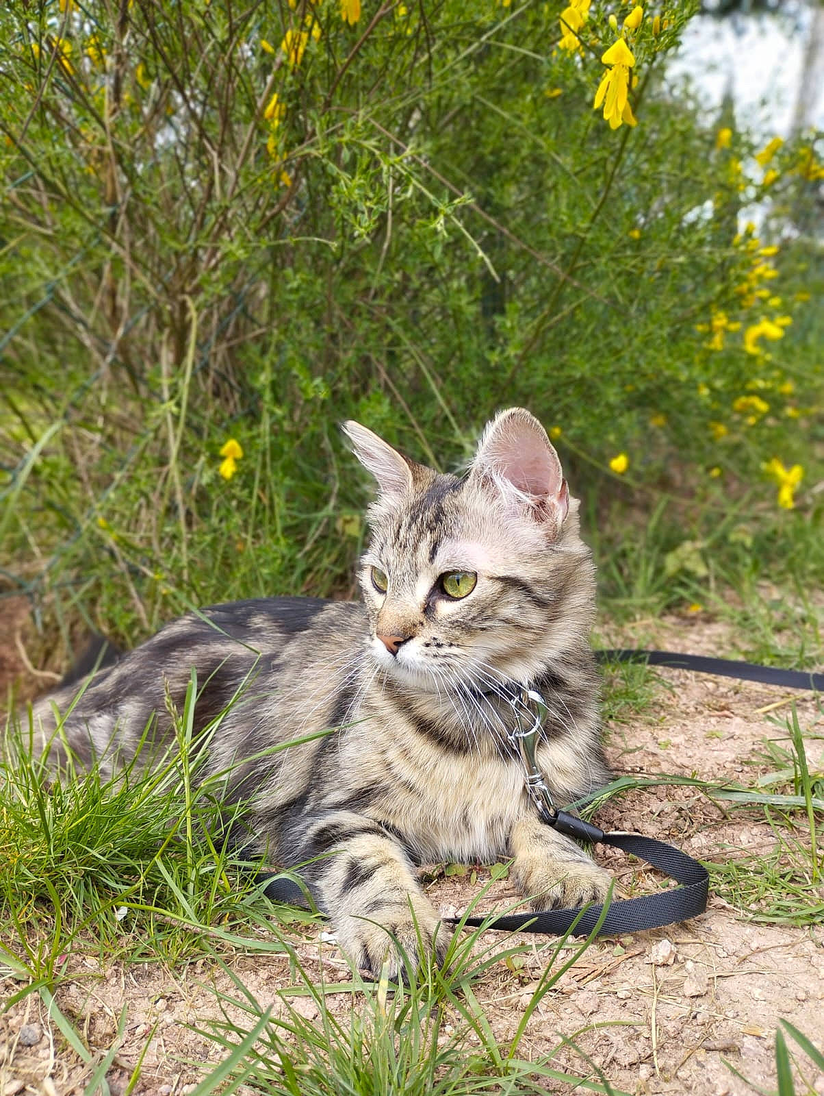 Queen participe au concours pour gagner de l'argent avec cette photo : carnivore, cat, claw, domestic_short_haired_cat, eye, fawn, felidae, fur, grass, groundcover, paw, plant, sitting, small_to_medium_sized_cats, snout, tail, terrestrial_animal, tree, whiskers, yellow