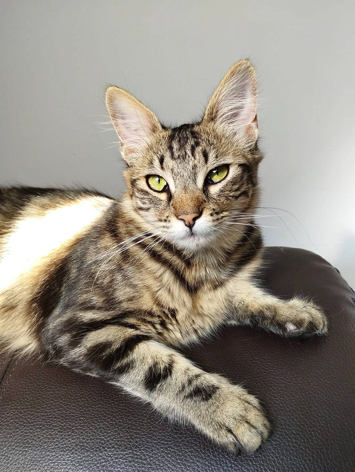 Queen a rejoint le concours — aidez-le/la à gagner de superbes lots ! art, carnivore, cat, claw, domestic_short_haired_cat, ear, felidae, fur, paw, sitting, small_to_medium_sized_cats, snout, tail, terrestrial_animal, whiskers, wildlife