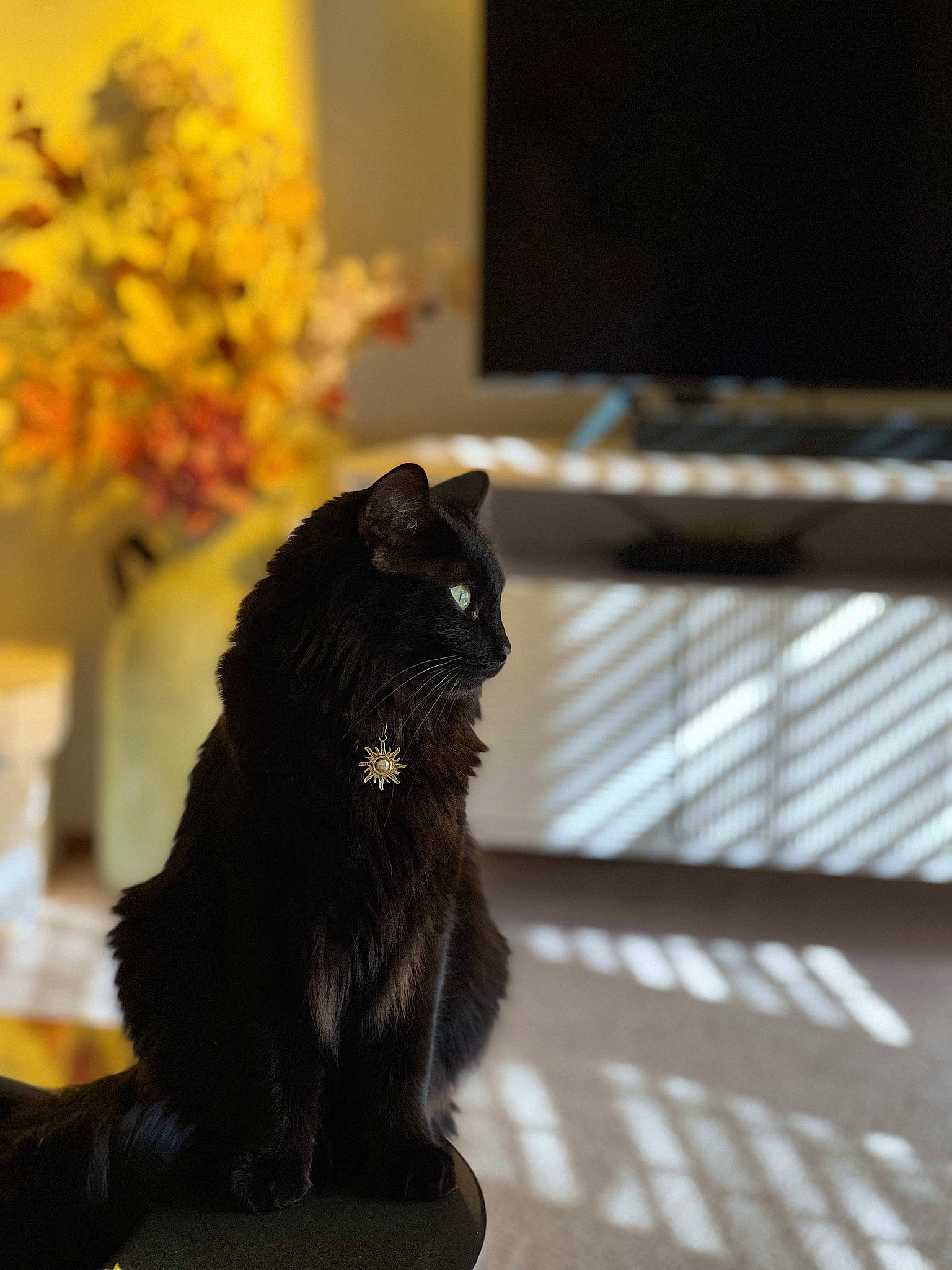 Echo joined the competition — help win amazing prizes! black_cat, canidae, carnivore, cat, claw, companion_dog, dog_breed, domestic_short_haired_cat, felidae, flooring, flower, fur, paw, plant, small_to_medium_sized_cats, sporting_group, tail, terrestrial_animal, whiskers, window
