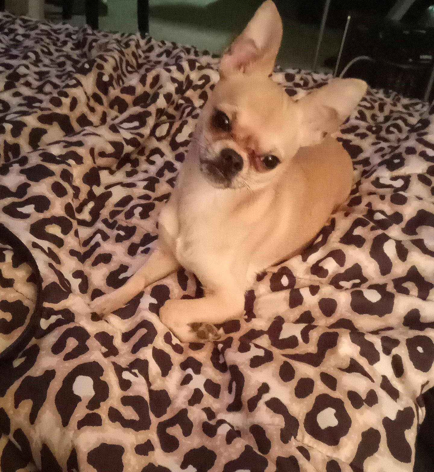 Chapo is registered to the contest to win money with this photo: canidae, carnivore, chihuahua, comfort, companion_dog, dog, dog_breed, dog_supply, fawn, felidae, flooring, mammal, paw, small_to_medium_sized_cats, snout, sporting_group, toy_dog, whiskers, wood, working_animal