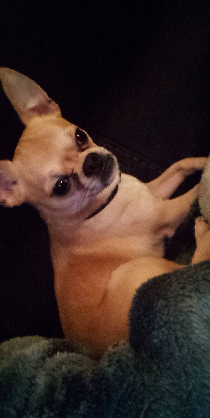 Chapo is registered to the contest to win money with this photo: canidae, carnivore, chihuahua, companion_dog, dog, dog_breed, ear, eye, fawn, fur, mammal, nose, paw, snout, sporting_group, tail, terrestrial_animal, toy_dog, whiskers, working_animal