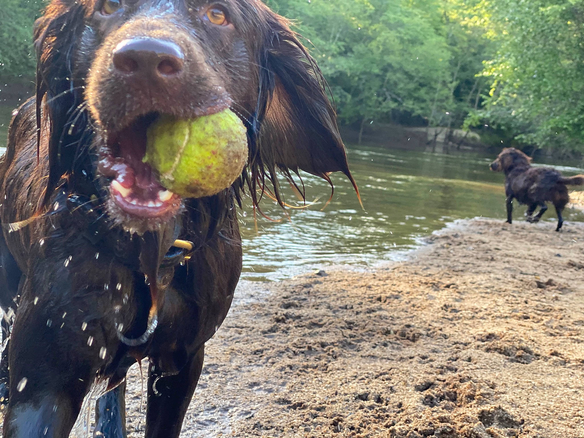 Moose joined the competition — help win amazing prizes! canidae, carnivore, companion_dog, dog, dog_breed, gun_dog, happy, lake, liver, mammal, natural_landscape, people_in_nature, plant, recreation, snout, sporting_group, terrestrial_animal, tree, water, working_animal