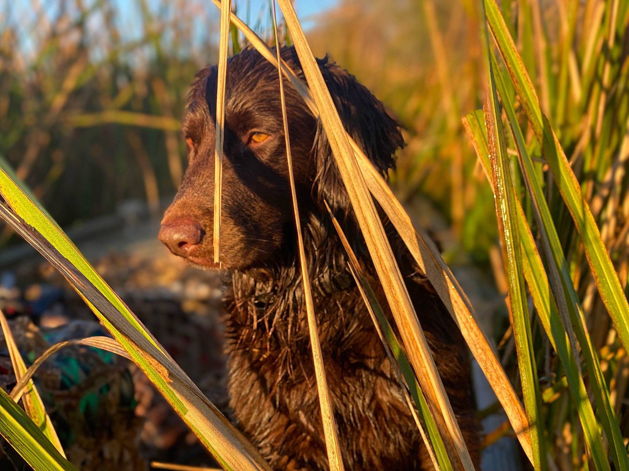 Moose joined the competition — help win amazing prizes! agriculture, beard, close_up, fawn, felidae, field, fur, grass, grassland, happy, hat, people_in_nature, plant, prairie, snout, sunglasses, terrestrial_animal, tree, whiskers, wood