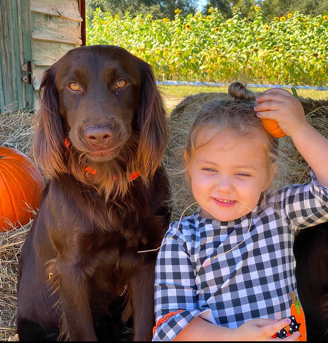 Moose is registered to the contest to win money with this photo: canidae, carnivore, companion_dog, dog, dog_breed, fun, grass, happy, hunting_dog, liver, pattern, plaid, plant, smile, snout, sporting_group, tartan, toddler, travel, working_dog