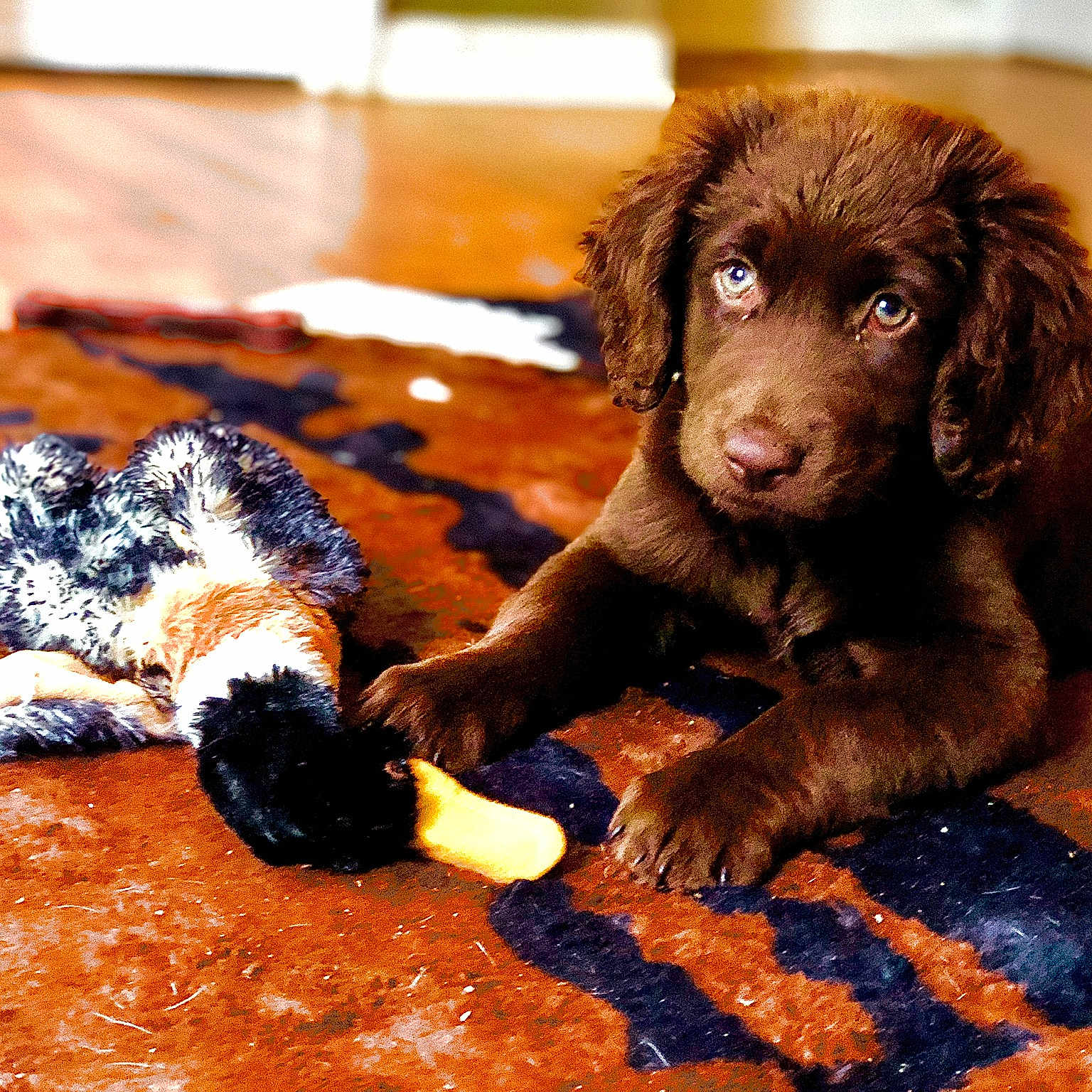 Moose