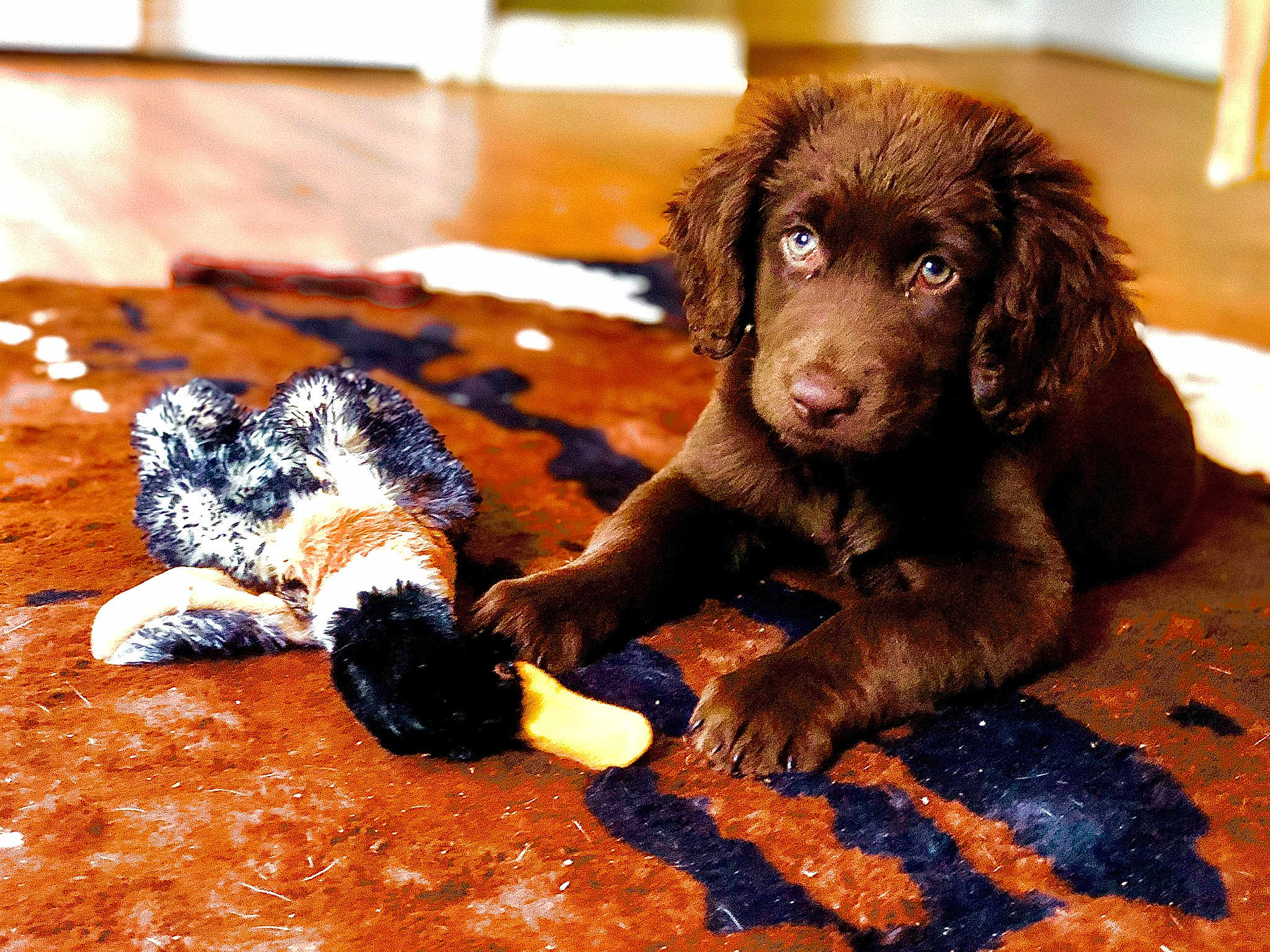 Moose