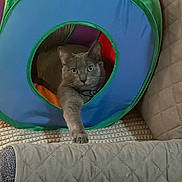 Chloe joined the competition — help win amazing prizes! cat, gray_cat, cat_face, cat_paw, indoor, colorful_tunnel, toy_tunnel, fabric_tunnel, cushion, blanket, quilted_blanket, carpet, pet, pet_indoor, relaxing_cat, curious_cat, pet_play, cozy, feline, home
