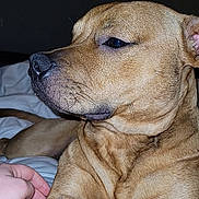 Winston is registered to the contest to win money with this photo: dog, pet, brown_fur, close_up, side_profile, bed, white_bed, paw, relaxed, calm, indoor, human_hand, animal, canine, fur_texture, resting, domestic_animal, companion, portrait, sleepy