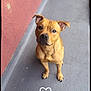animal, brown_dog, canine, concrete, cute, dog, domestic_animal, ears, floor, friendly, heart, looking_up, love, outdoor, paw, pet, portrait, red_wall, sitting, wall
