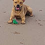 dog, beach, sand, toy, paw_prints, happy, pet, canine, outdoor, animal, playful, lying_down, tongue_out, ears_up, smiling, brown_dog, daytime, nature, fun, companion