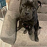 puppy, dog, black_dog, sitting, portrait, pet, animal, floppy_ears, brown_eyes, pink_tongue, gray_armchair, couch, indoor, home, furniture, cozy, adorable, looking_at_camera, wood_floor, close_up