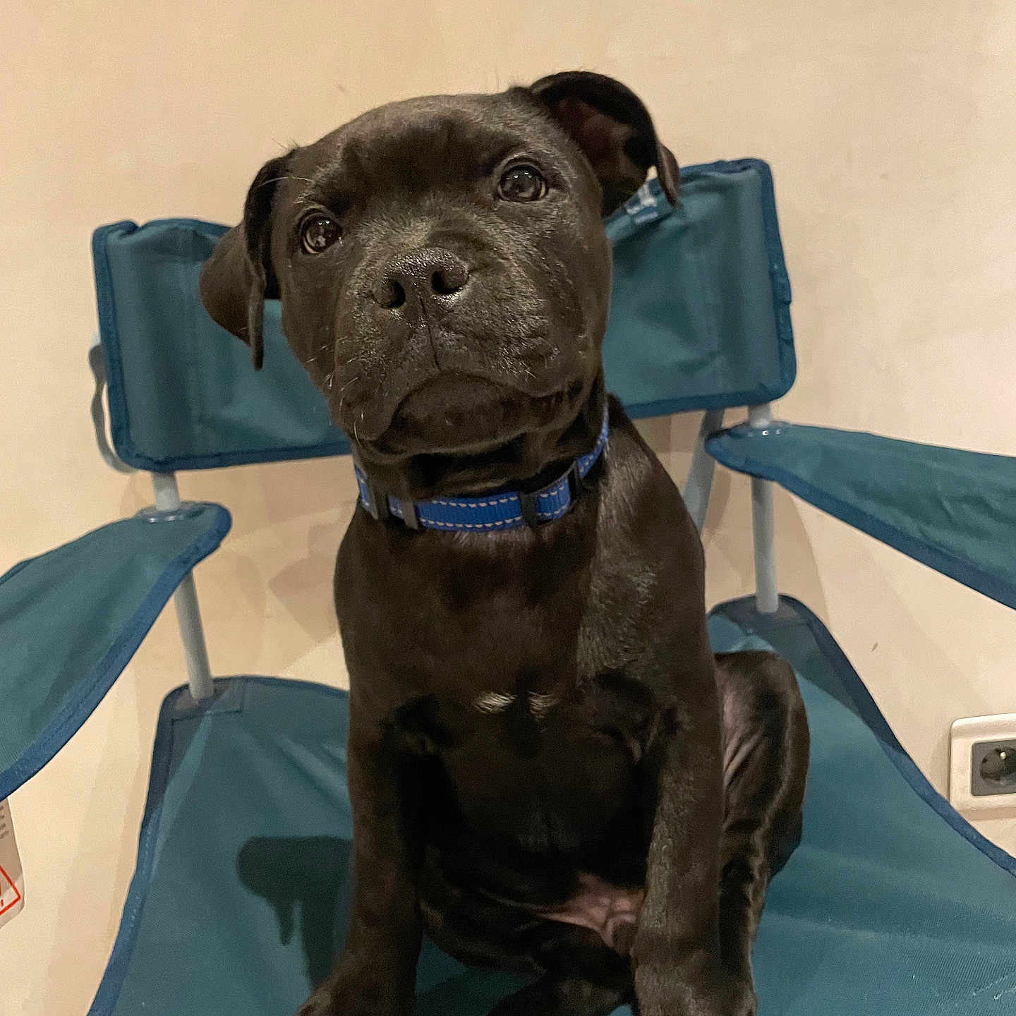 Sharky participe au concours pour gagner de l'argent avec cette photo : puppy, dog, black_dog, sitting, portrait, blue_collar, collar, indoor, chair, folding_chair, furniture, dark_fur, floppy_ears, brown_eyes, front_facing, pet, animal, cute, room, photography