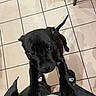 Sharky participe au concours pour gagner de l'argent avec cette photo : dog, puppy, black_dog, pet, animal, portrait, looking_at_camera, standing, paws, front_view, short_fur, cute, indoors, tiled_floor, home, chair_legs, black, brown_eyes, playful, close_up