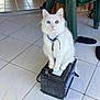 cat, white_cat, heterochromia, blue_eye, green_eye, indoor, tile_floor, plastic_chair, battery, pet, feline, sitting, curious, collar, domestic_animal, floor, household, animal, cute, fur