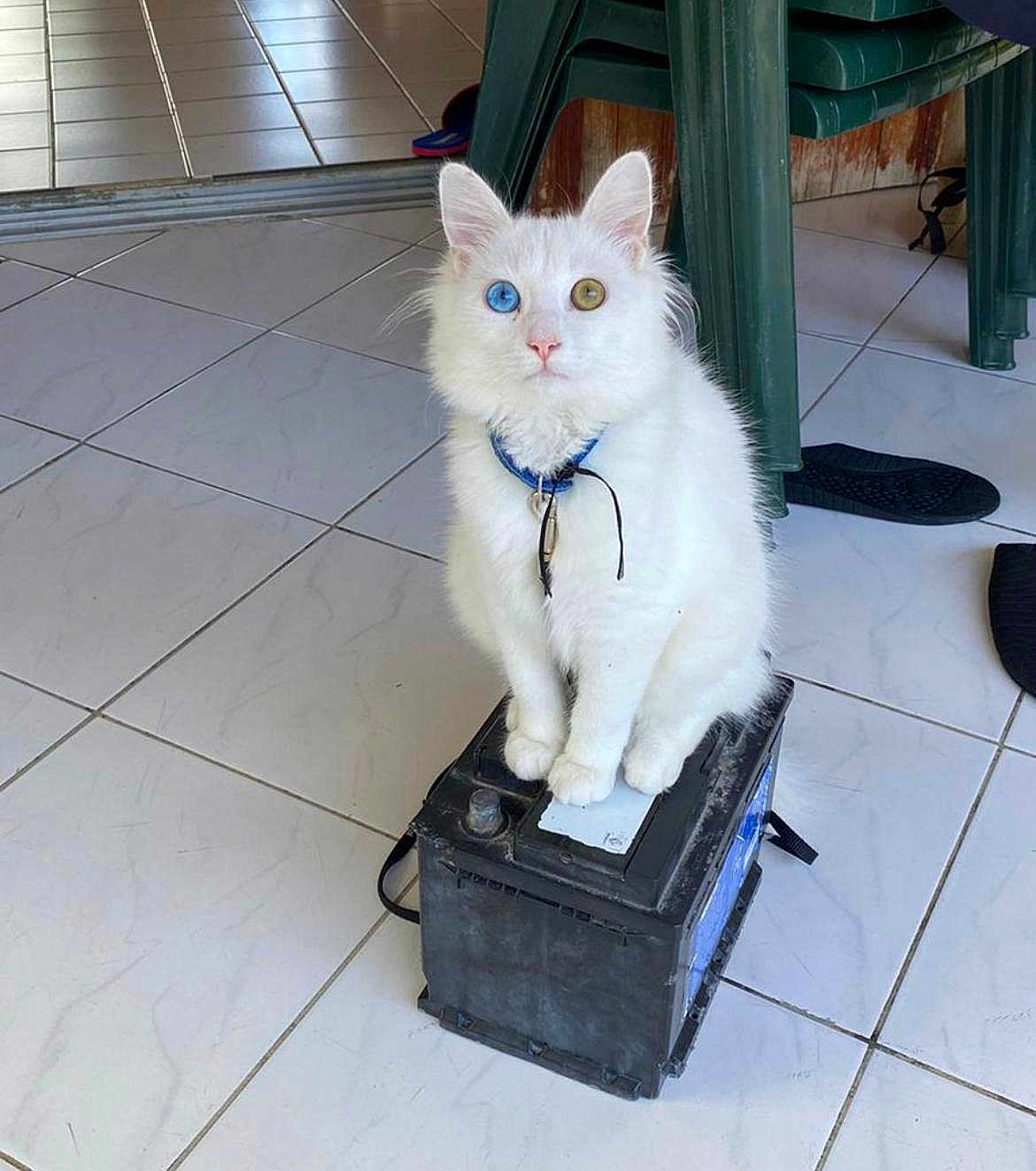 Tipex participe au concours pour gagner de l'argent avec cette photo : cat, white_cat, heterochromia, blue_eye, green_eye, indoor, tile_floor, plastic_chair, battery, pet, feline, sitting, curious, collar, domestic_animal, floor, household, animal, cute, fur