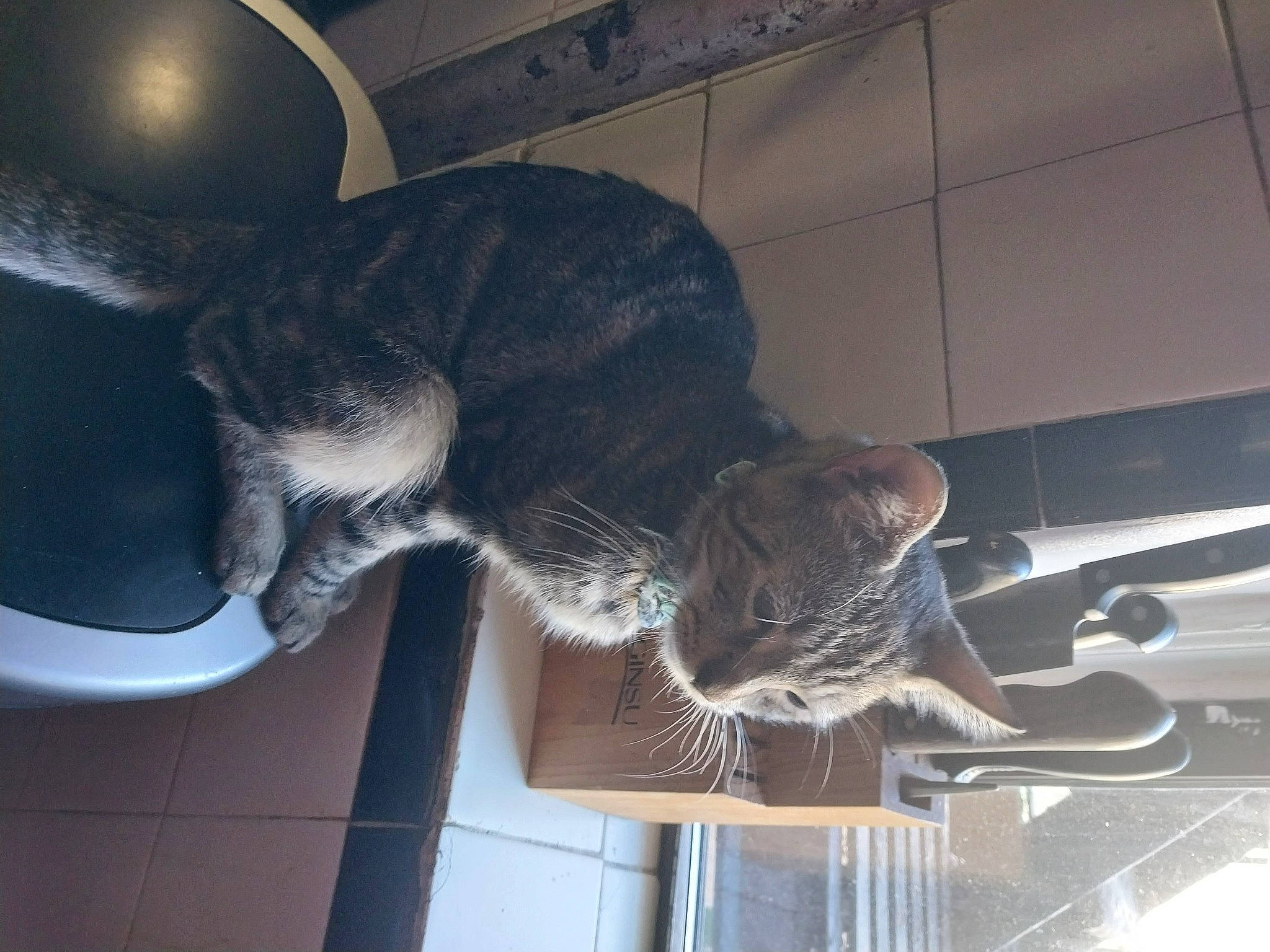 Crypto joined the competition — help win amazing prizes! carnivore, cat, comfort, domestic_short_haired_cat, felidae, fur, metal, small_to_medium_sized_cats, tail, whiskers