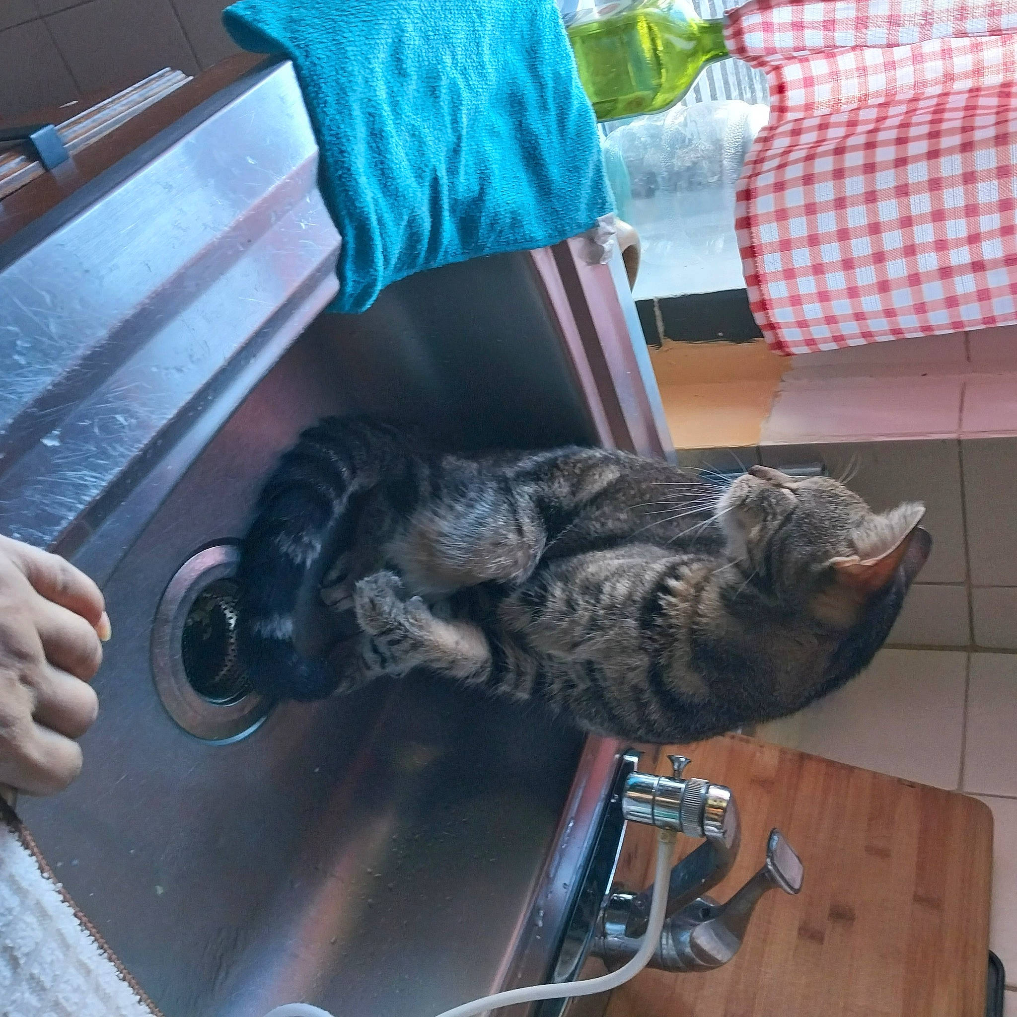 Crypto joined the competition — help win amazing prizes! auto_part, automotive_tire, bicycle_handlebar, bicycle_tire, carnivore, cat, chair, comfort, felidae, fender, fur, human_leg, reptile, small_to_medium_sized_cats, sporting_group, tail, tartan, water, whiskers, wood