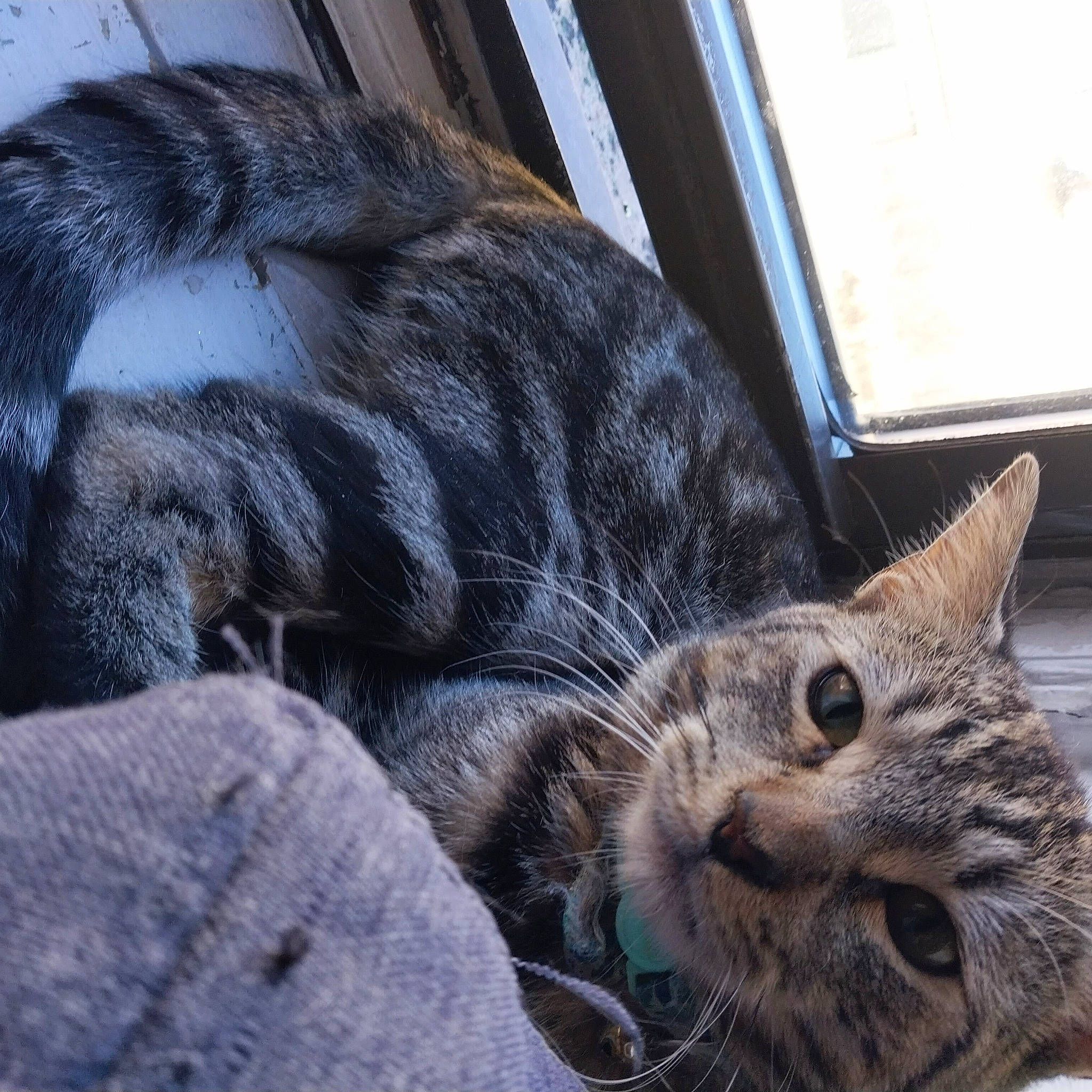 Crypto is registered to the contest to win money with this photo: auto_part, carnivore, cat, claw, comfort, domestic_short_haired_cat, felidae, fur, nap, paw, sitting, sleep, small_to_medium_sized_cats, snout, tail, vehicle, whiskers, window