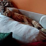 Milo is registered to the contest to win money with this photo: cat, orange_cat, sleeping, pet, sofa, couch, cushion, stuffed_animal, plush_toy, indoors, home, living_room, relaxed, resting, feline, fur, whiskers, closed_eyes, cozy, portrait