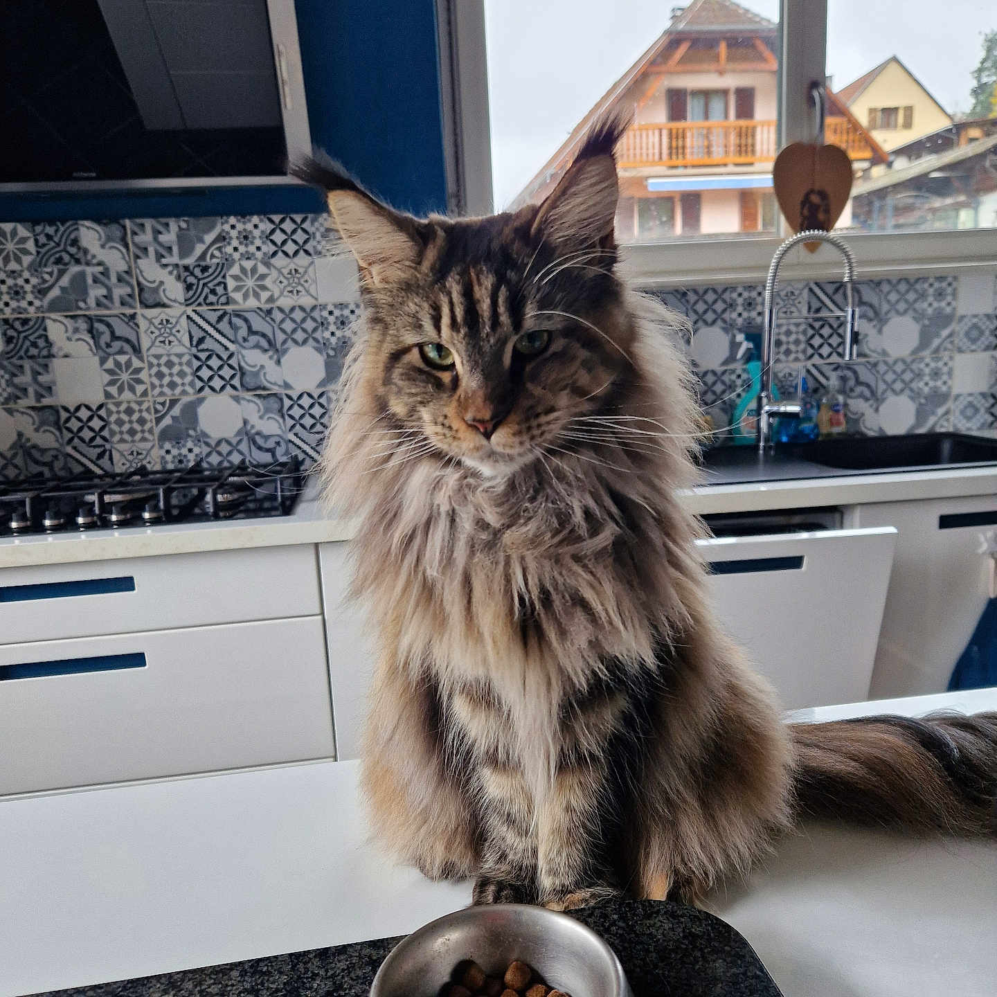 Umaya a rejoint le concours — aidez-le/la à gagner de superbes lots ! animal, architecture, building, cat, computerhardware, cooktop, electronics, furniture, hardware, indoors, kitchen, kitten, livingroom, monitor, pet, room, screen, table, tv, wood