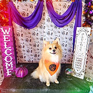 Kitsune Yako is registered to the contest to win money with this photo: dog, fluffy, orange_bandana, purple_drapes, skull_pattern, welcome_sign, psychic_sign, crystal_ball, halloween_decor, pumpkin, black_surface, happy_dog, festive, indoor, pet, smiling, spooky, decorations, portrait, cute