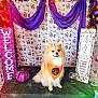 dog, fluffy, orange_bandana, purple_drapes, skull_pattern, welcome_sign, psychic_sign, crystal_ball, halloween_decor, pumpkin, black_surface, happy_dog, festive, indoor, pet, smiling, spooky, decorations, portrait, cute