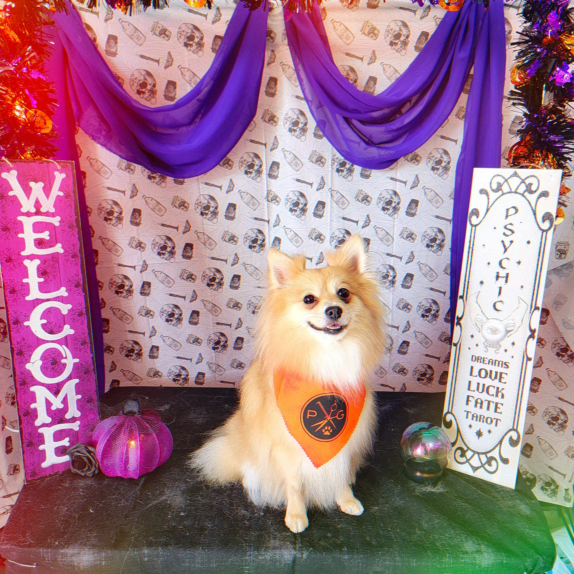 Kitsune Yako is registered to the contest to win money with this photo: dog, fluffy, orange_bandana, purple_drapes, skull_pattern, welcome_sign, psychic_sign, crystal_ball, halloween_decor, pumpkin, black_surface, happy_dog, festive, indoor, pet, smiling, spooky, decorations, portrait, cute