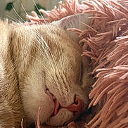 Milo is registered to the contest to win money with this photo: cat, sleeping, close_up, furry, whiskers, pink_blanket, cozy, pet, domestic_animal, relaxing, cute, tongue_out, nap, soft_texture, indoor, animal, resting, fur, calm, peaceful