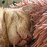 cat, sleeping, close_up, furry, whiskers, pink_blanket, cozy, pet, domestic_animal, relaxing, cute, tongue_out, nap, soft_texture, indoor, animal, resting, fur, calm, peaceful