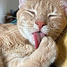 Milo is registered to the contest to win money with this photo: cat, orange_tabby, grooming, tongue_out, relaxed, close_up, whiskers, paw, indoor, blurred_background, soft_light, feline, pet, sleepy, cozy, furry, pink_nose, resting, domestic_cat, cute