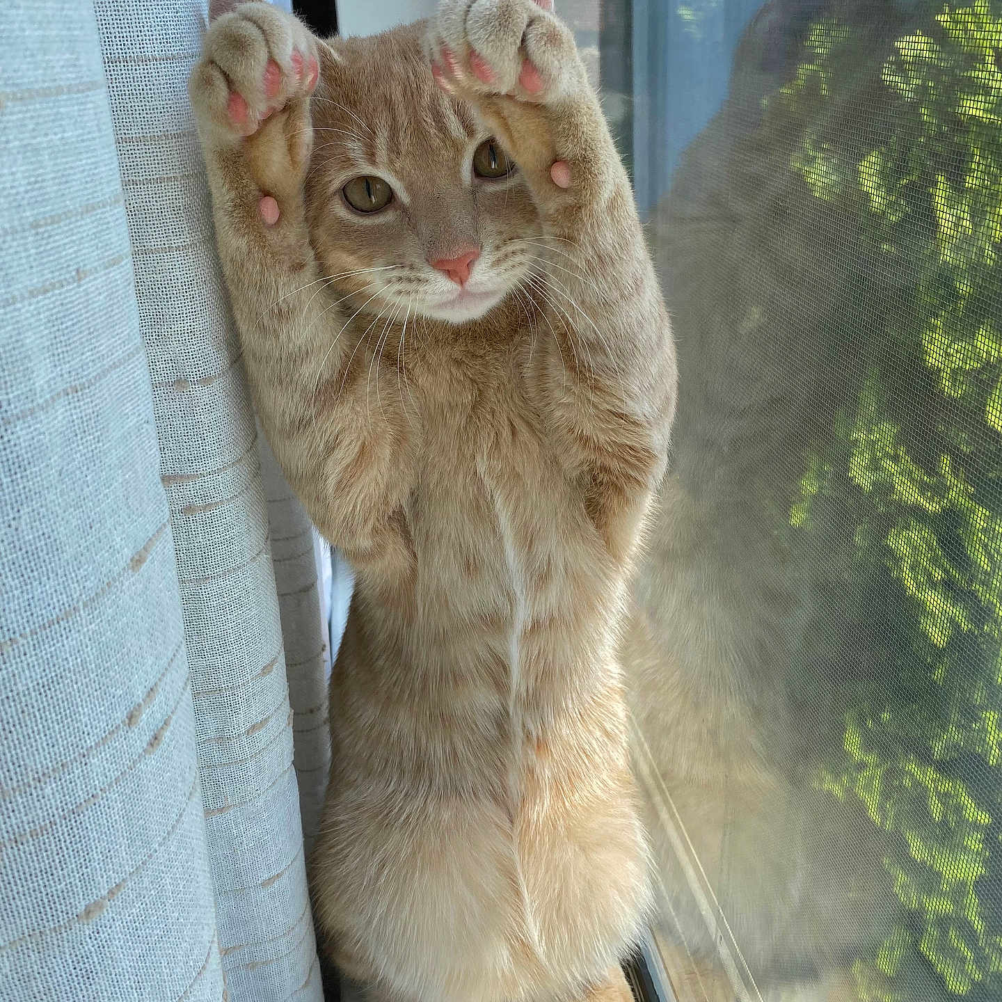 Milo
