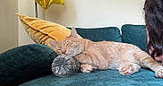 Milo joined the competition — help win amazing prizes! cat, sleeping, couch, plastic_bottle, yellow_cushion, teal_furniture, indoor, relaxation, pet, feline, paw, cozy, napping, domestic_animal, resting, fur, animal, household, person_partial, balloon
