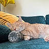 cat, sleeping, couch, plastic_bottle, yellow_cushion, teal_furniture, indoor, relaxation, pet, feline, paw, cozy, napping, domestic_animal, resting, fur, animal, household, person_partial, balloon