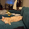 Milo is registered to the contest to win money with this photo: cat, ginger_cat, sleeping, couch, sofa, indoor, living_room, furniture, blanket, clothing, coat_rack, bags, table, chairs, papers, relaxation, domestic, home, nap, pet