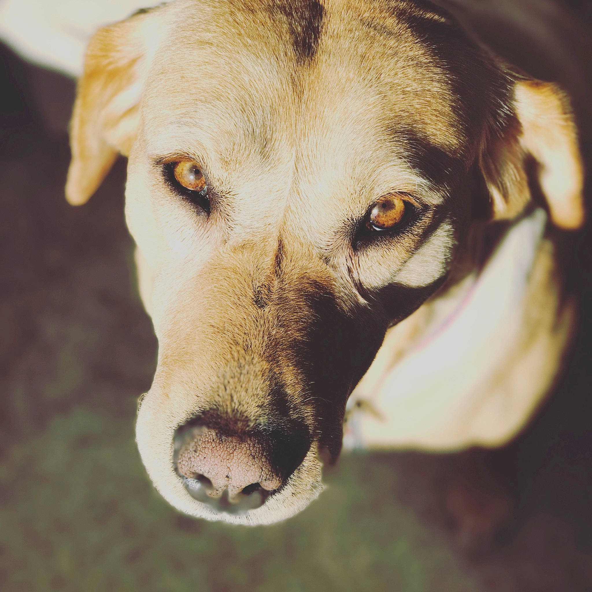 Riah joined the competition — help win amazing prizes! ancient_dog_breeds, aspin, canidae, carnivore, companion_dog, dog, dog_breed, ear, eye, fawn, head, jaw, labrador_retriever, mountain_cur, nose, potcake_dog, snout, sporting_group, street_dog, whiskers