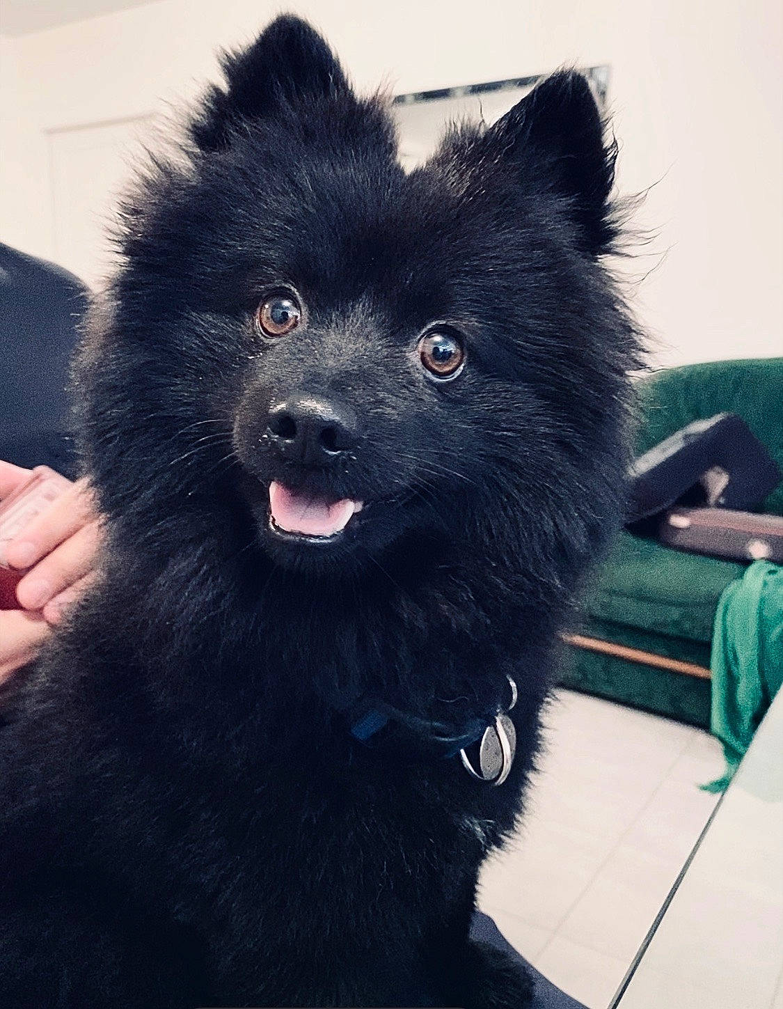 Neo a rejoint le concours — aidez-le/la à gagner de superbes lots ! ancient_dog_breeds, canidae, carnivore, companion_dog, dog, dog_breed, electric_blue, fur, german_spitz_klein, german_spitz_mittel, mammal, non_sporting_group, puppy, snout, spitz, sporting_group, toy_dog, vertebrate, working_animal, working_dog
