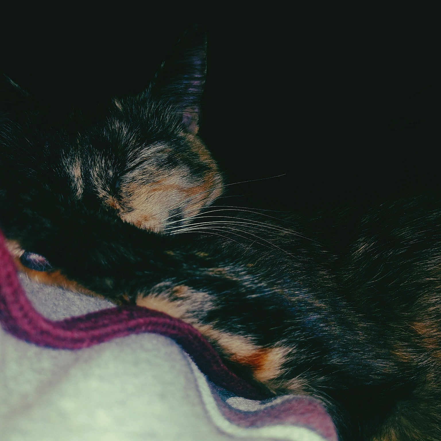 Onyx joined the competition — help win amazing prizes! black_hair, canidae, carnivore, cat, ear, neck, nose, snout, tail, whiskers