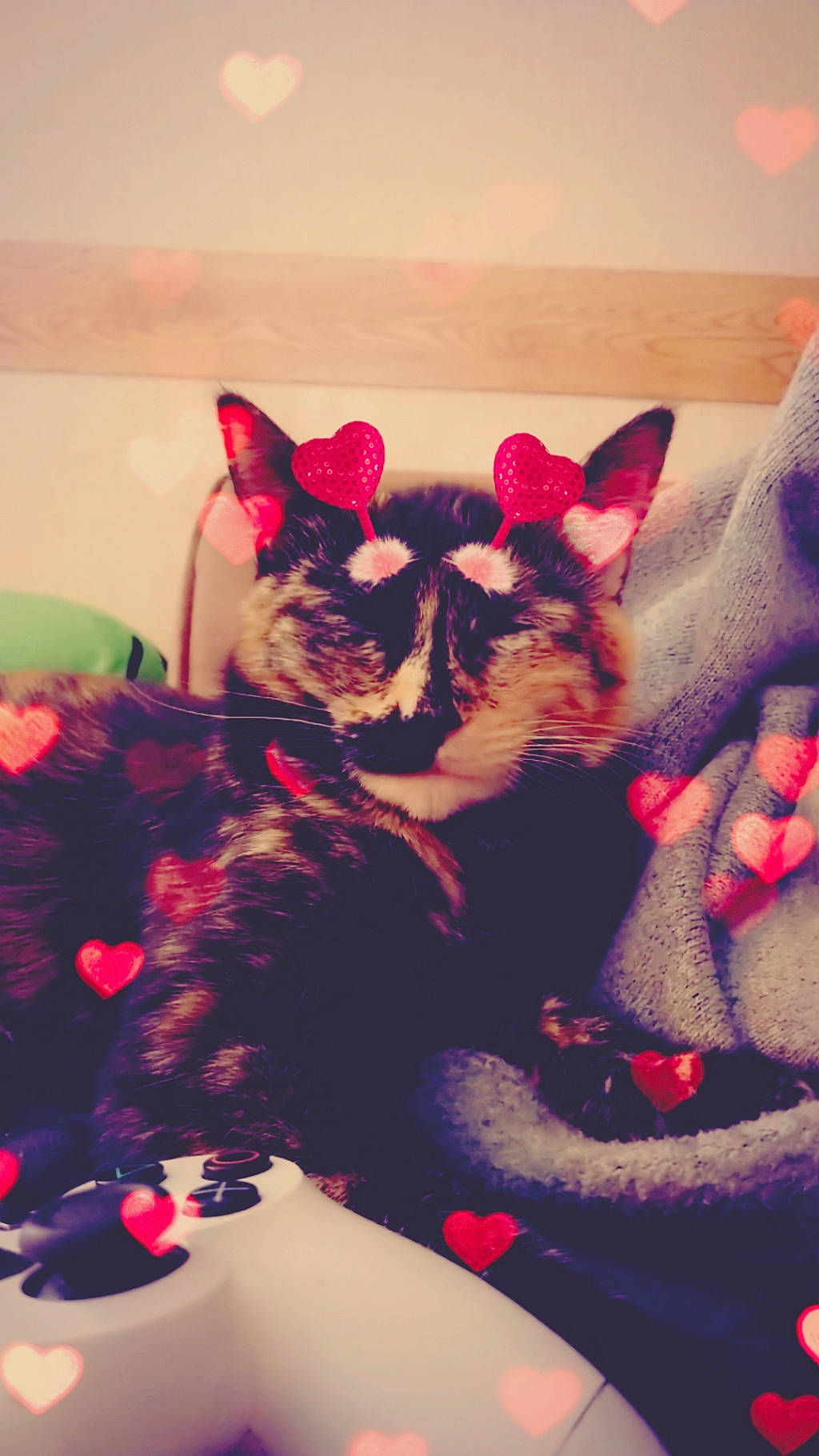 Onyx is registered to the contest to win money with this photo: canidae, carnivore, cat, devon_rex, ear, fawn, felidae, french_bulldog, fur, kitten, non_sporting_group, pink, sky, small_to_medium_sized_cats, whiskers