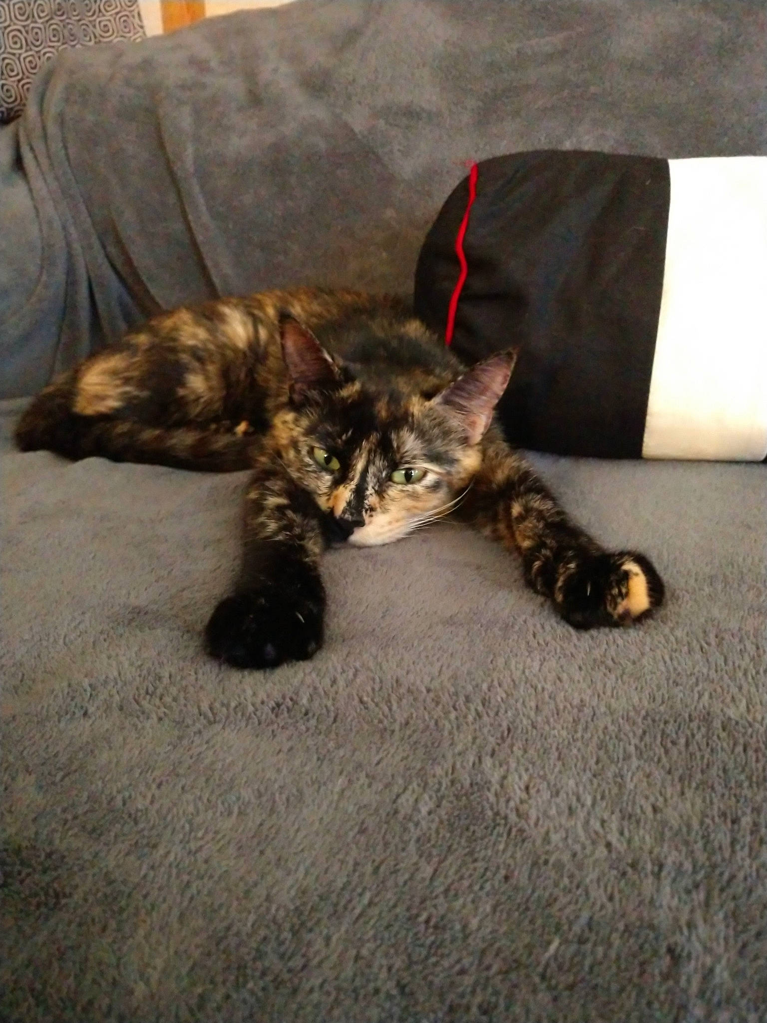 Onyx joined the competition — help win amazing prizes! carnivore, cat, claw, domestic_short_haired_cat, dragon_li, european_shorthair, fawn, felidae, fur, kitten, paw, small_to_medium_sized_cats, tabby_cat, tail, toyger, whiskers