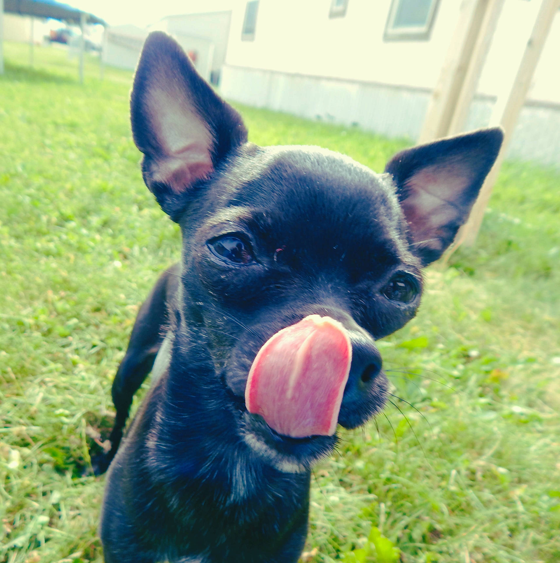 Penelope is registered to the contest to win money with this photo: canidae, carnivore, chihuahua, companion_dog, dog, dog_breed, ear, english_toy_terrier, german_pinscher, grass, mammal, miniature_pinscher, nose, plant, prazsky_krysarik, rare_breed_dog, snout, sporting_group, toy_dog, vertebrate