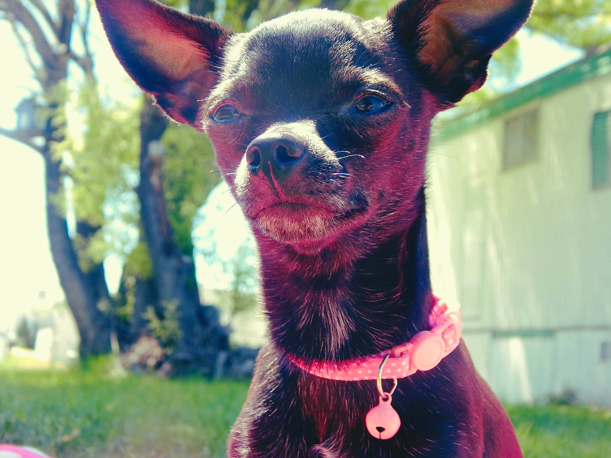 Penelope is registered to the contest to win money with this photo: boston_terrier, canidae, carnivore, chihuahua, companion_dog, dog, dog_breed, dog_collar, ear, fawn, french_bulldog, mammal, non_sporting_group, plant, puppy, rare_breed_dog, snout, sporting_group, toy_dog, vertebrate