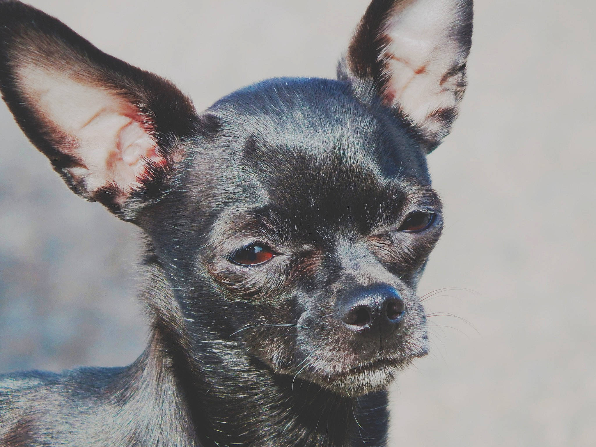 Penelope is registered to the contest to win money with this photo: american_hairless_terrier, canidae, carnivore, chihuahua, companion_dog, dog, dog_breed, ear, english_toy_terrier, mammal, mexican_hairless_dog, peruvian_hairless_dog, russkiy_toy, snout, teddy_roosevelt_terrier, toy_dog, toy_fox_terrier, vertebrate, whiskers