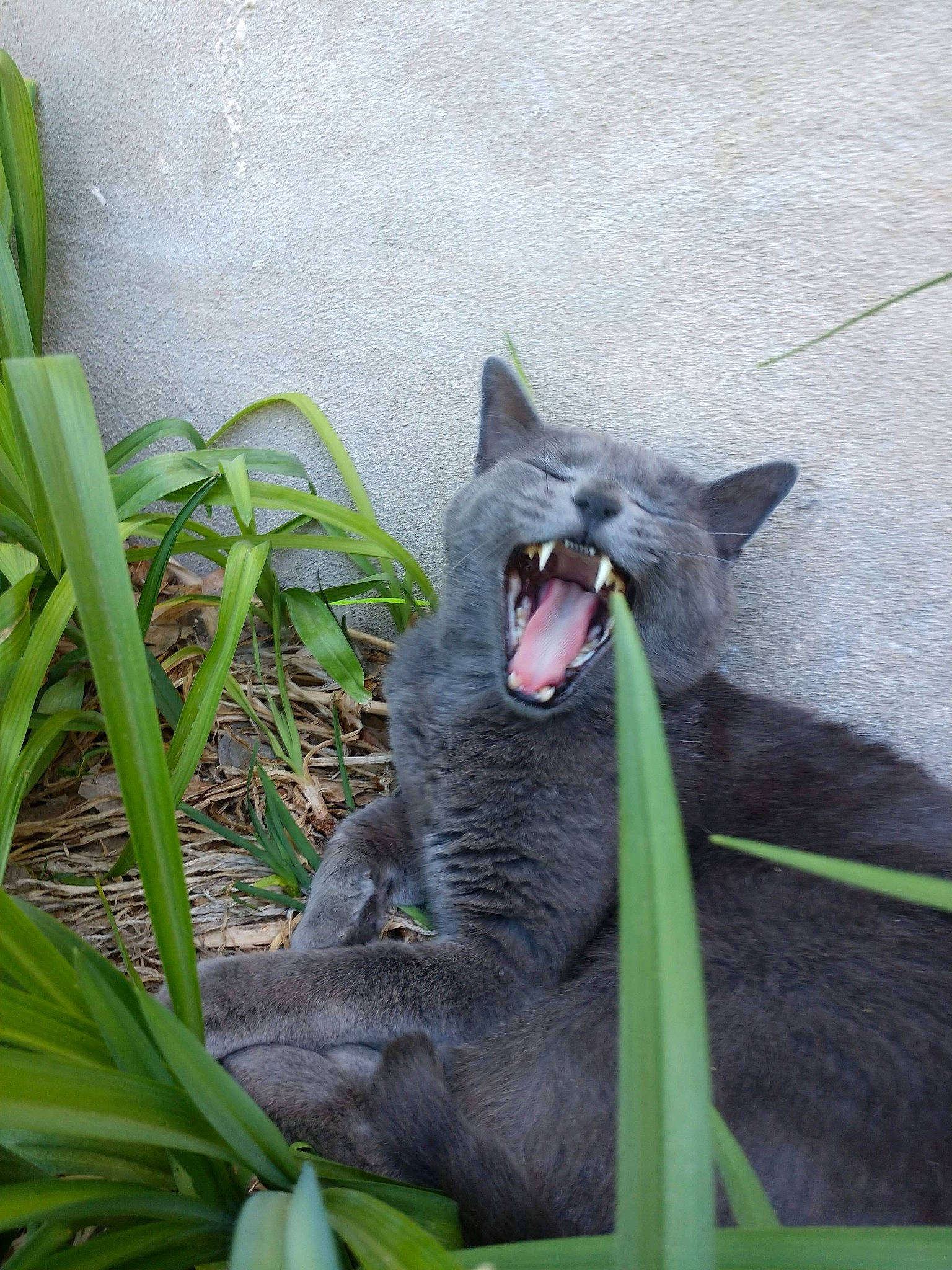 Fuzz joined the competition — help win amazing prizes! british_shorthair, carnivore, cat, chartreux, domestic_short_haired_cat, facial_expression, felidae, grass, korat, mammal, nebelung, organism, plant, russian_blue, small_to_medium_sized_cats, snout, whiskers, yawn