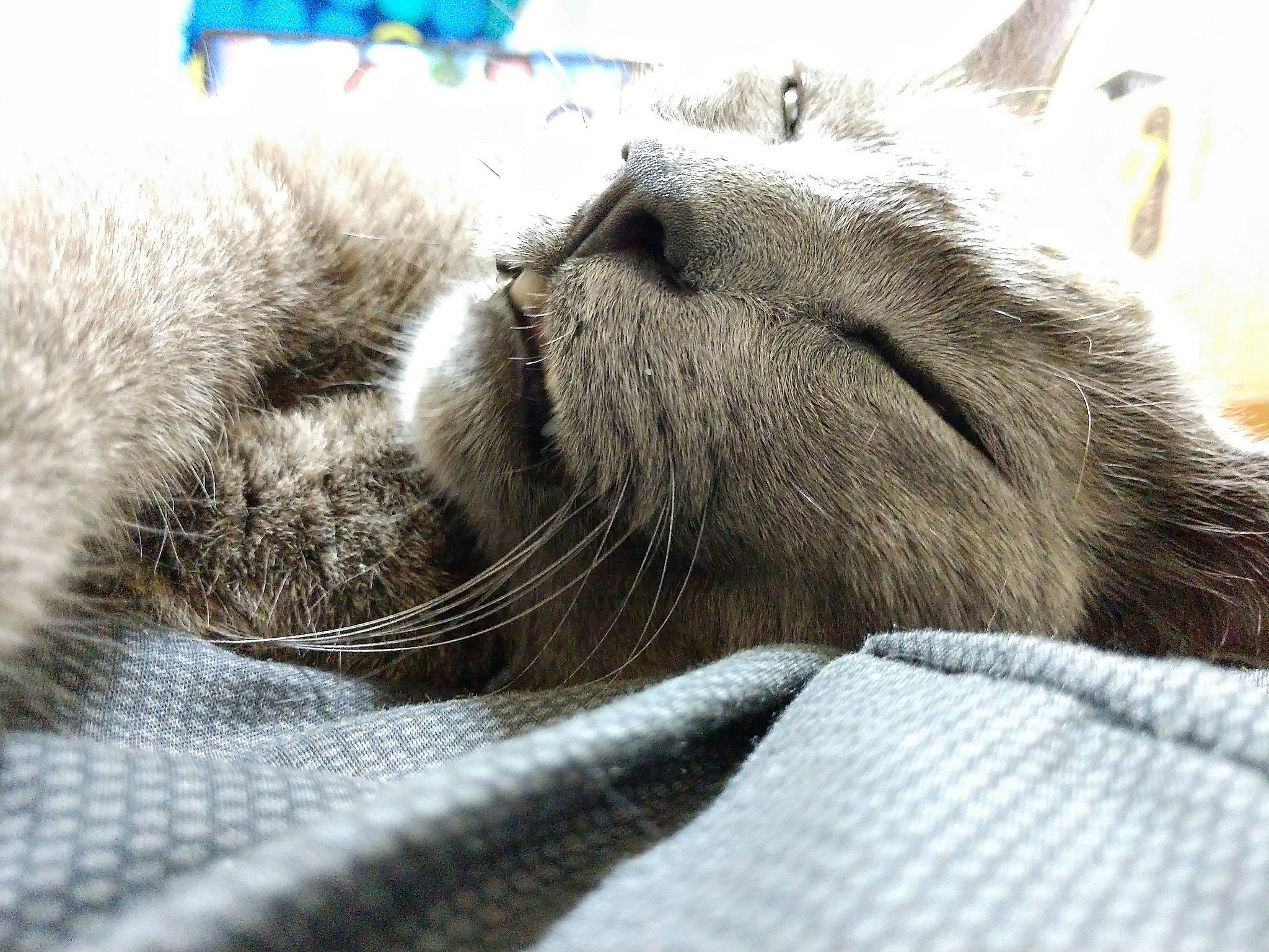 Fuzz is registered to the contest to win money with this photo: british_shorthair, carnivore, cat, chartreux, claw, domestic_short_haired_cat, dragon_li, european_shorthair, fawn, felidae, fur, nap, nebelung, nose, paw, sleep, small_to_medium_sized_cats, snout, tabby_cat, whiskers