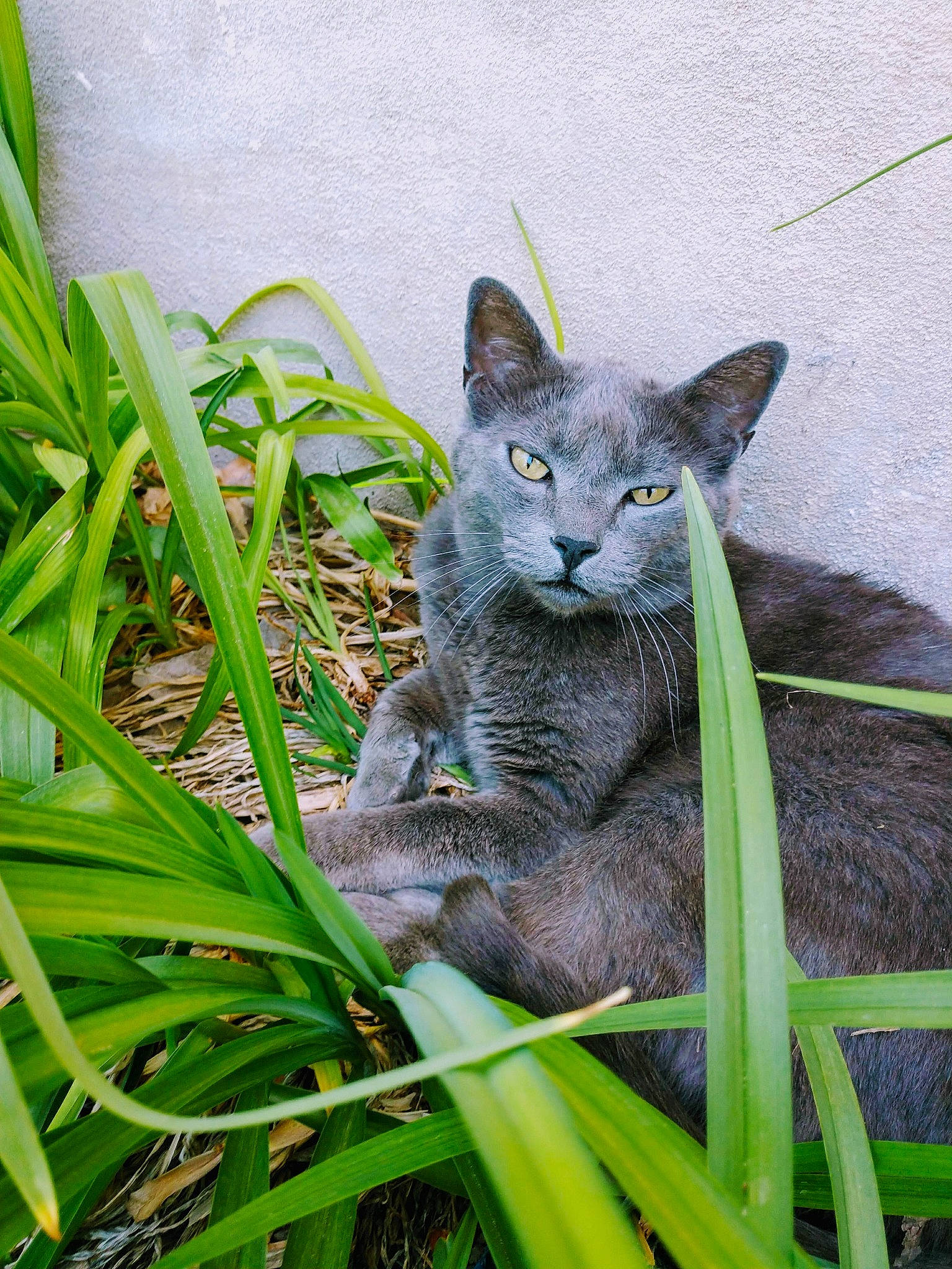 Fuzz joined the competition — help win amazing prizes! british_shorthair, carnivore, cat, chartreux, domestic_short_haired_cat, european_shorthair, eye, felidae, grass, grass_family, green, leaf, nebelung, plant, russian_blue, small_to_medium_sized_cats, snout, tabby_cat, tree, whiskers