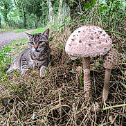 Ice Tea participe au concours pour gagner de l'argent avec cette photo : cat, tabby_cat, mushroom, forest, grass, nature, wildlife, outdoor, animal, plant, greenery, foliage, tree, pathway, leaf, brown, curious, lying_down, closeup, flora