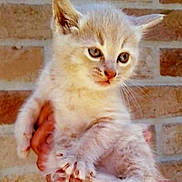 Mango is registered to the contest to win money with this photo: kitten, cat, animal, pet, feline, cute, young, fur, whiskers, paws, hand, holding, brick_wall, curious, closeup, domestic_animal, mammal, soft, small, indoors