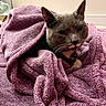 Mustache joined the competition — help win amazing prizes! animal, cat, close_up, cozy, cute, domestic_cat, ears, fur, gray_cat, indoor, pet, purple_towel, relaxed, resting, sleepy, snuggled, soft_texture, towel, whiskers, white_paws